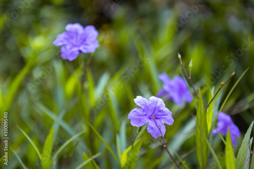 Purple flower (Ruellia brittoniana) on grass background