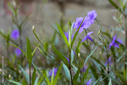 Purple flower (Ruellia brittoniana) on grass background