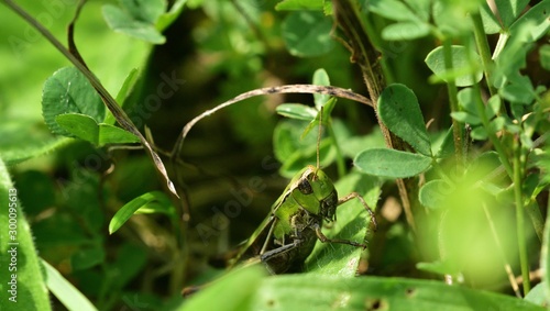Meadow grasshopper macro of head hidden in the grass