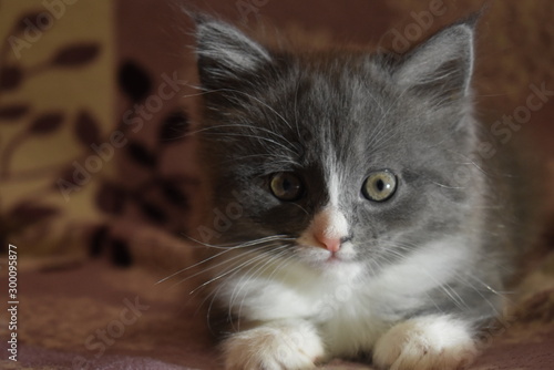 cat with green eyes on a background © Сергей Ковзан