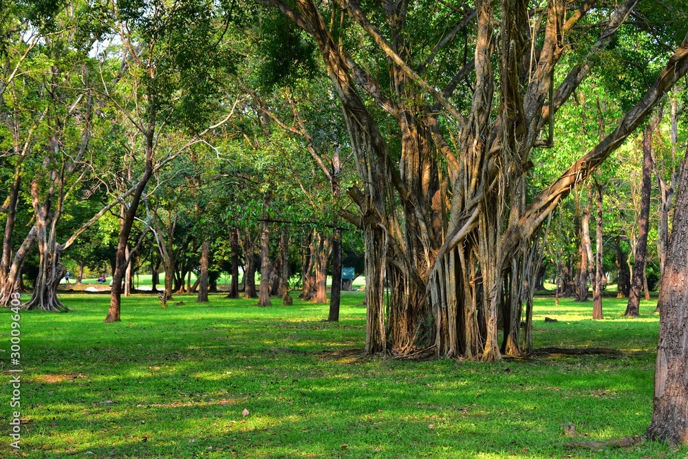 Obraz premium trees in the park