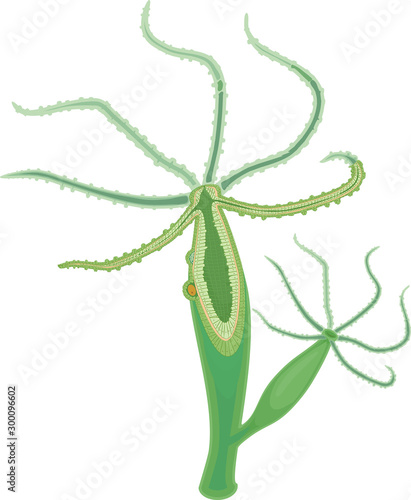 Hydra Polyp isolated on white background