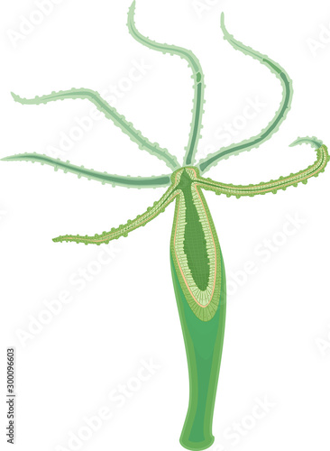 Hydra Polyp isolated on white background