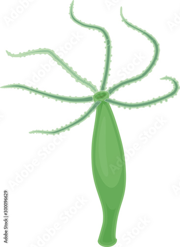 Hydra Polyp isolated on white background