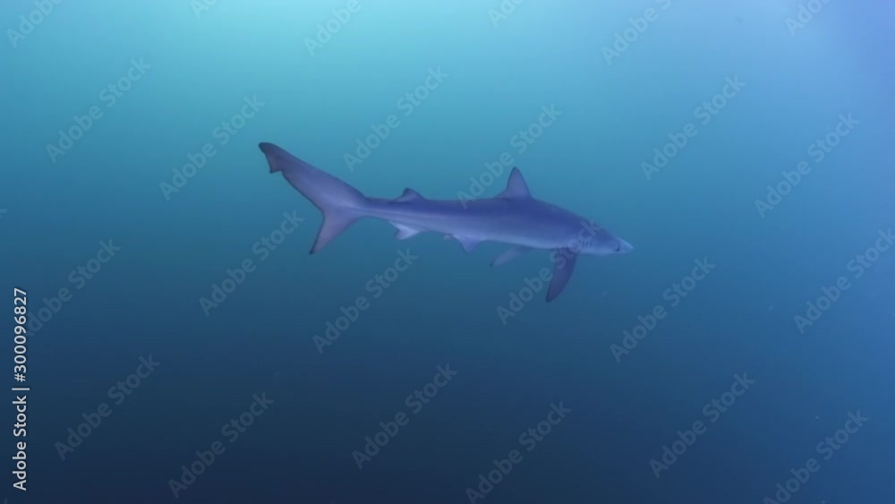 Shark swimming in blue ocean, aquatic animal is undersea - San Diego, California Shark swimming in blue ocean, aquatic animal is undersea - San Diego, California