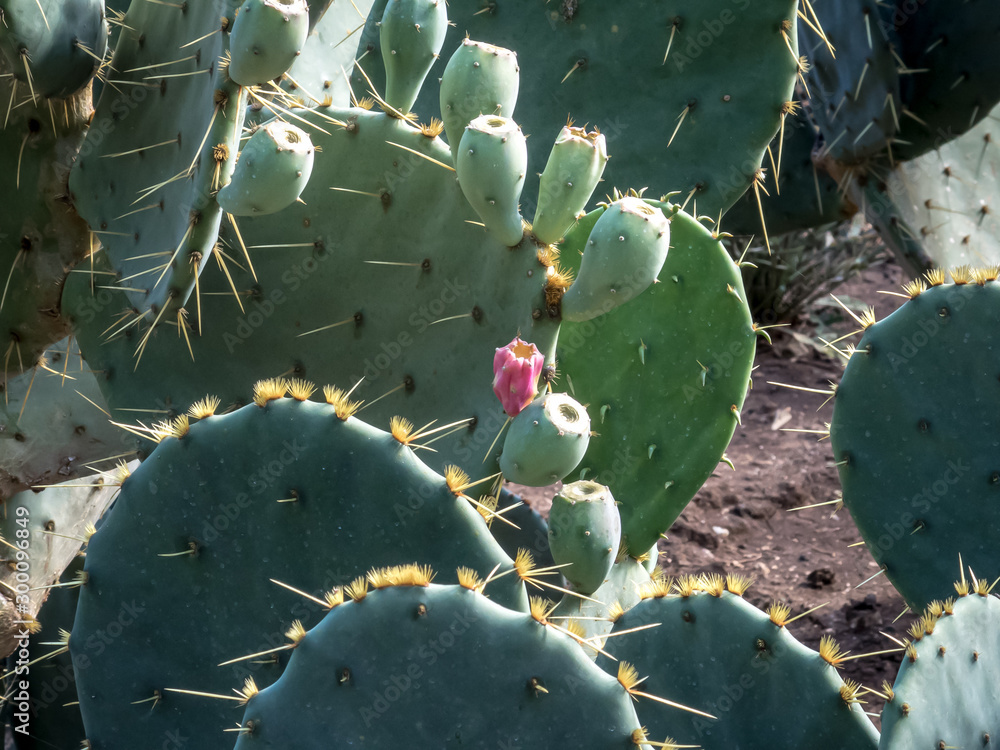 Opuntia cactus with large thorns and small spikes with fruits and pink flowers. Opuntia cactus with large thorns and small spikes with fruits and pink flowers.