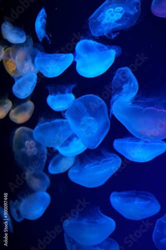 Jellyfish fantastically floating in the water