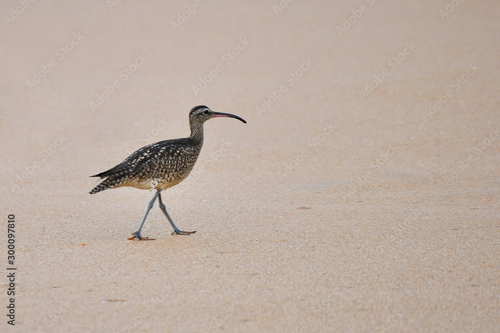 Obraz premium Whimbrel (Numenius phaeopus)