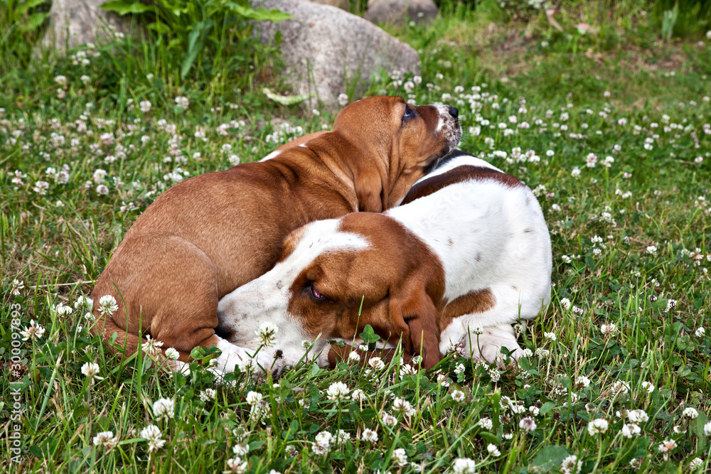 Dog breeb basset hound puppy his mom on a green lawn among clovers Dog breeb basset hound puppy his mom on a green lawn among clovers
