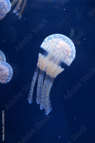 Jellyfish fantastically floating in the water