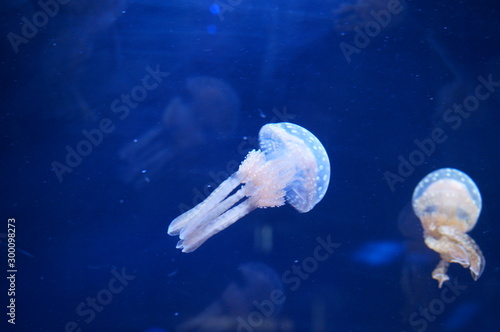 Jellyfish fantastically floating in the water photo