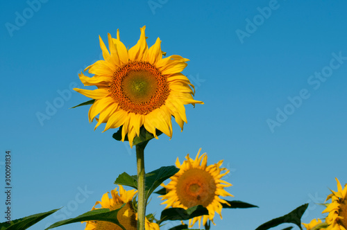 bright sunflowers on a large field on a sunny day