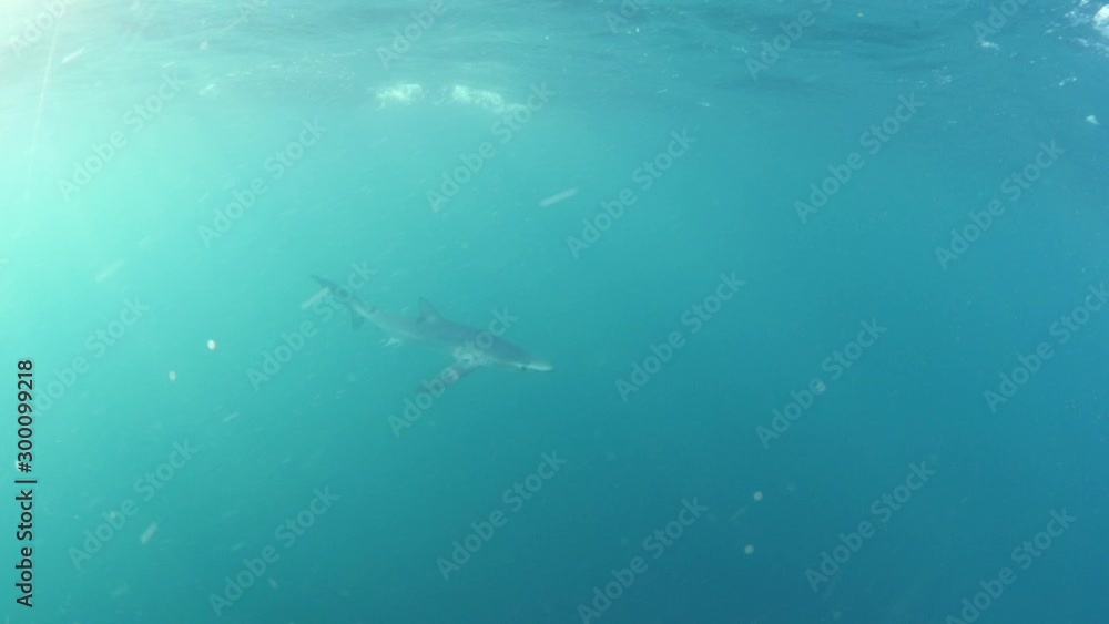 Wild aquatic predator swimming in turquoise sea, shark is underwater - San Diego, California Wild aquatic predator swimming in turquoise sea, shark is underwater - San Diego, California
