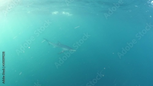 Wallpaper Mural Wild aquatic predator swimming in turquoise sea, shark is underwater - San Diego, California Torontodigital.ca