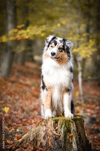 Portrait of Australian shepherd is standing on stump. She is waiting for other order. And she is so cute. 