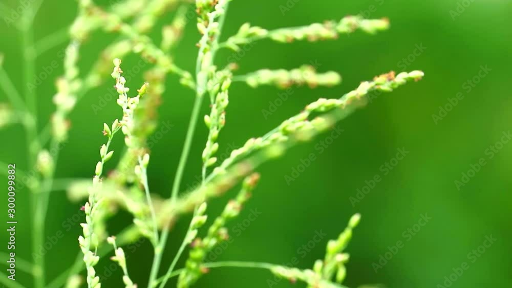 close up to grass seed flowers green leaves swing by wind in green meadow1 close up to grass seed flowers green leaves swing by wind in green meadow1