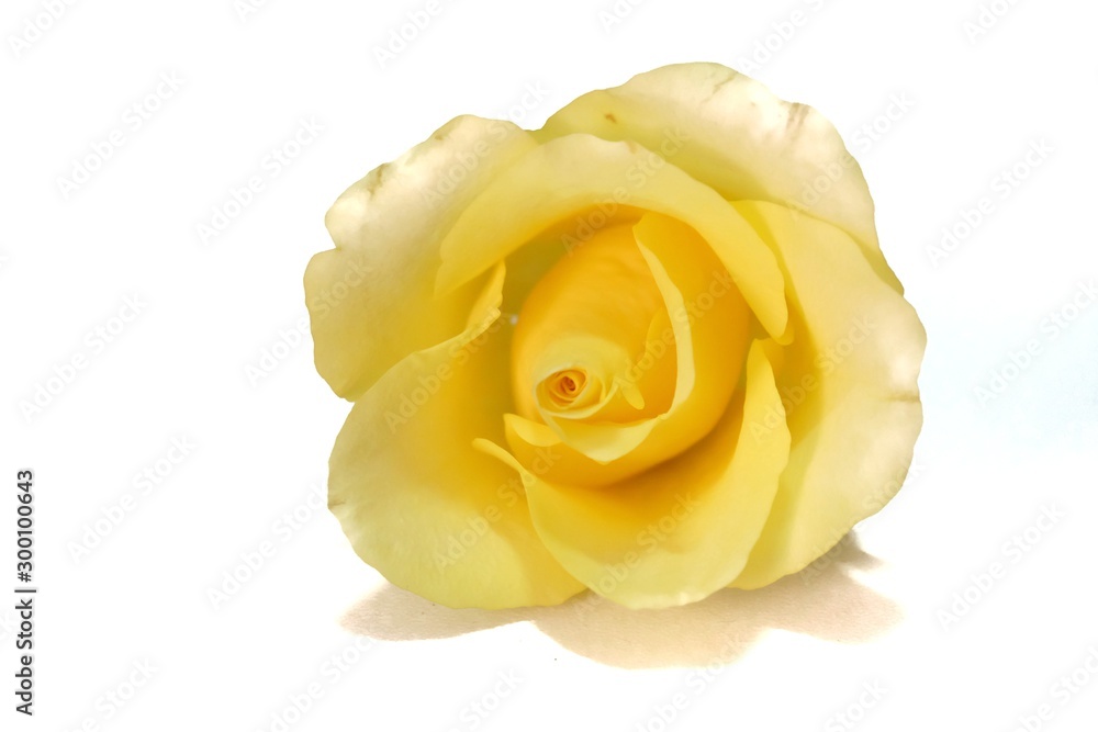 Close up sweet yellow rose flower blossom on white isolated background with copy space