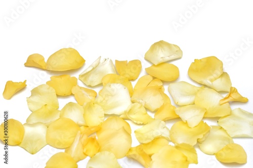 A group of sweet yellow rose corollas on white isolated background
