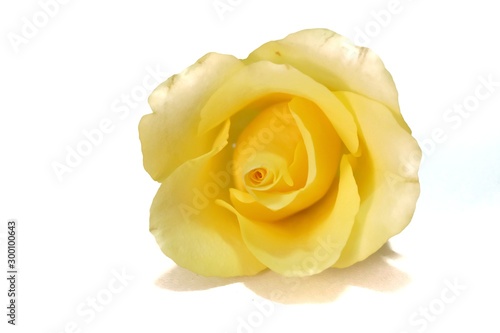 Close up sweet yellow rose flower blossom on white isolated background with copy space