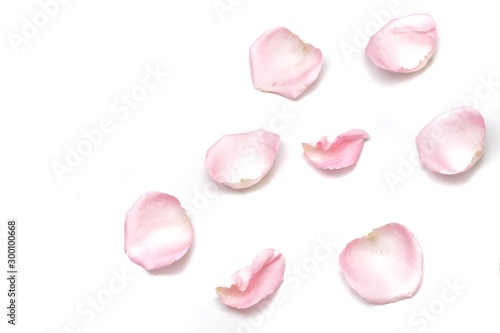 A group of sweet pink rose corollas on white isolated with copy space and softy style 