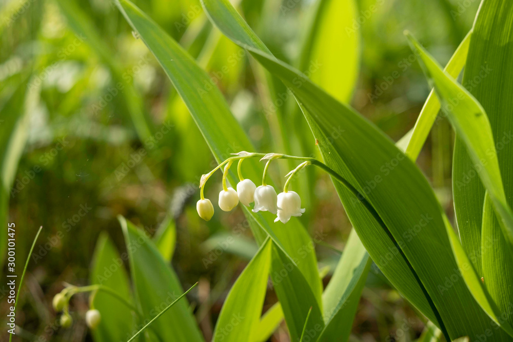 small white forest flower on blurred background small white forest flower on blurred background