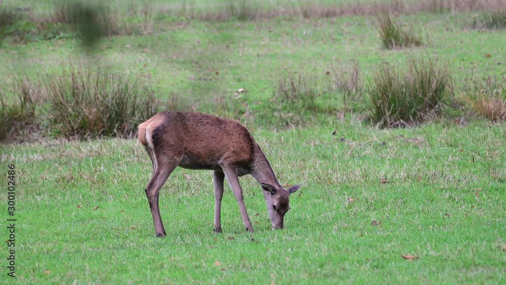 Red deer female search feed on the meadow, autumn, (cervus elaphus), germany Red deer female search feed on the meadow, autumn, (cervus elaphus), germany