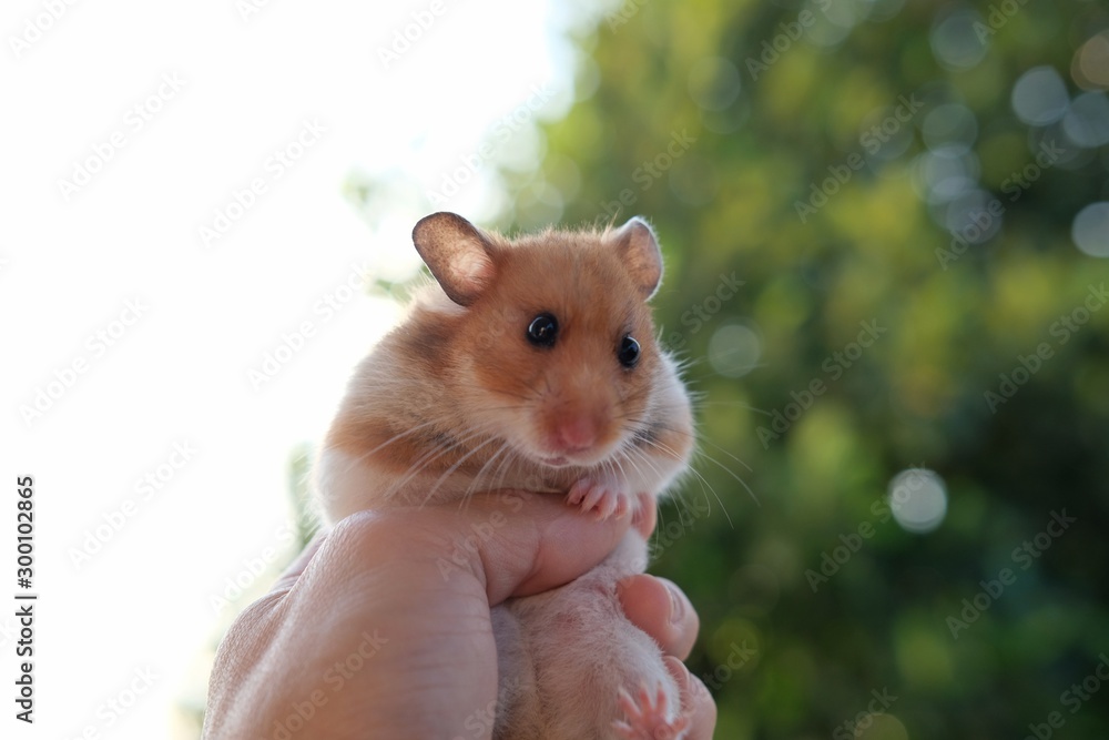 close up hamster on bokeh background close up hamster on bokeh background