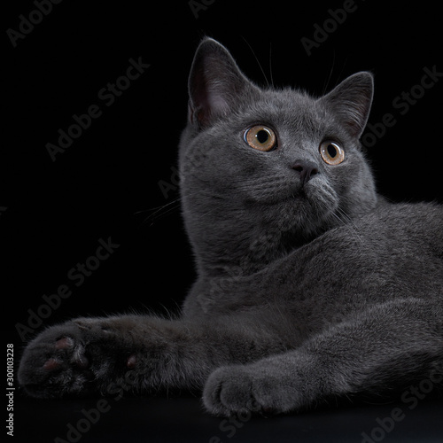 Принти на полотні Face of a grey british shorthair kitten on a black background