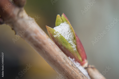 survival in snow photo