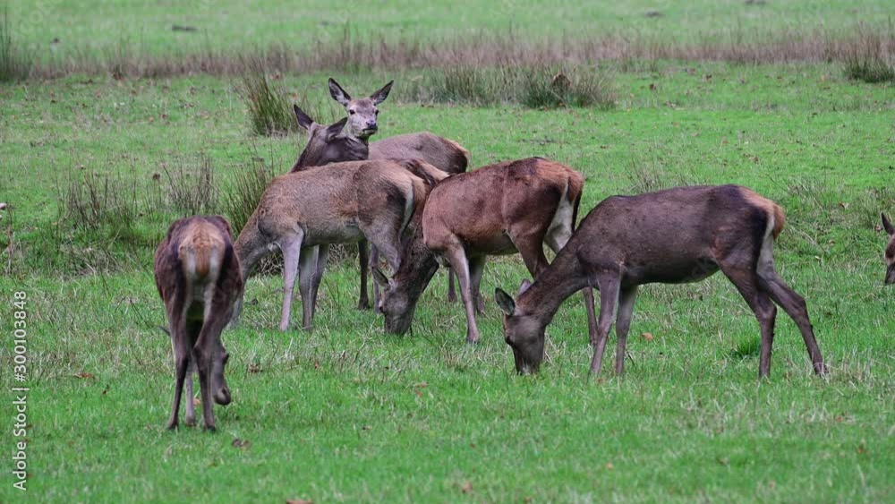 Red deer female herd search feed on the meadow, autumn, (cervus elaphus), germany
