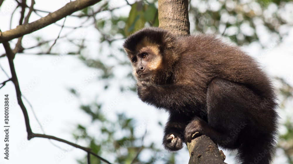 Obraz premium Macaco-prego na árvore