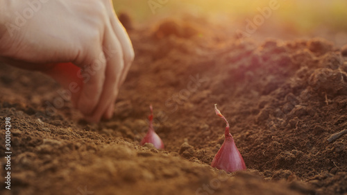 Planting seeding onions in organic vegetable garden, close-up of woman's hand planting red onions in the ground