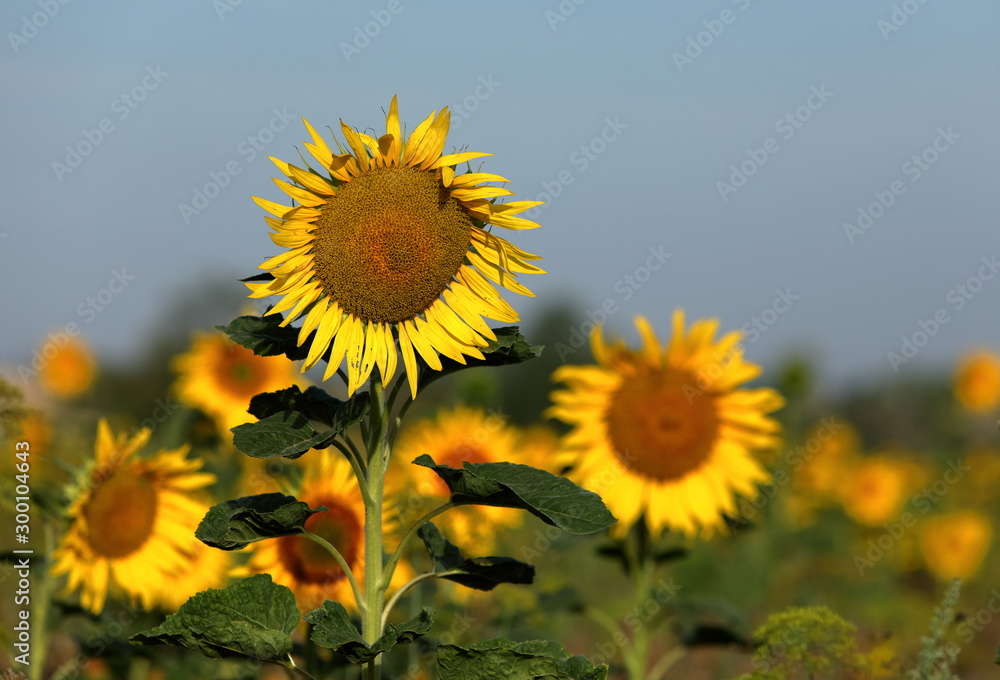 Sonnenblumen Sonnenblumen