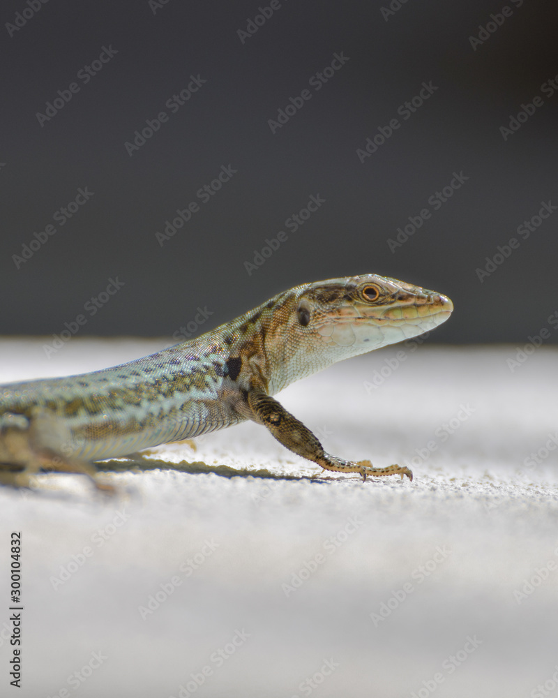 Naklejka premium Lizard close-up in Toarmina, Sicily Italy