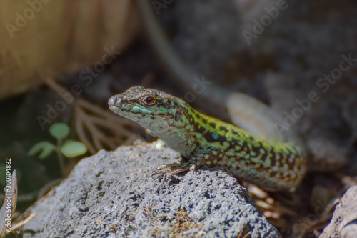Lizard close-up in Toarmina, Sicily Italy