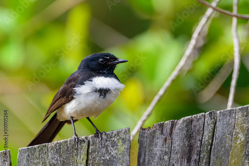 willy wagtail on the fence