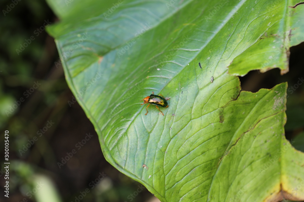 Käfer auf Blatt Käfer auf Blatt