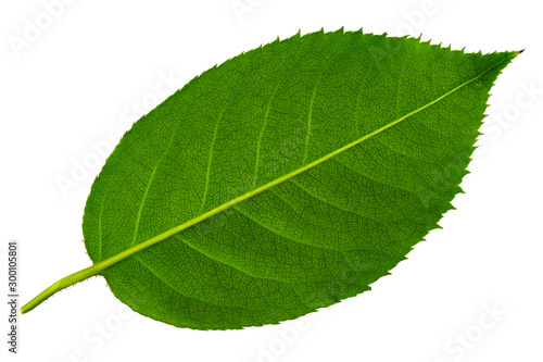 green rose leaf isolated on the white background underside of leaf