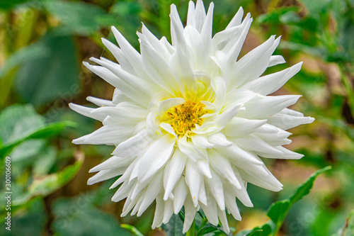dahlia with White petals and yellow pitils with Green leaf background