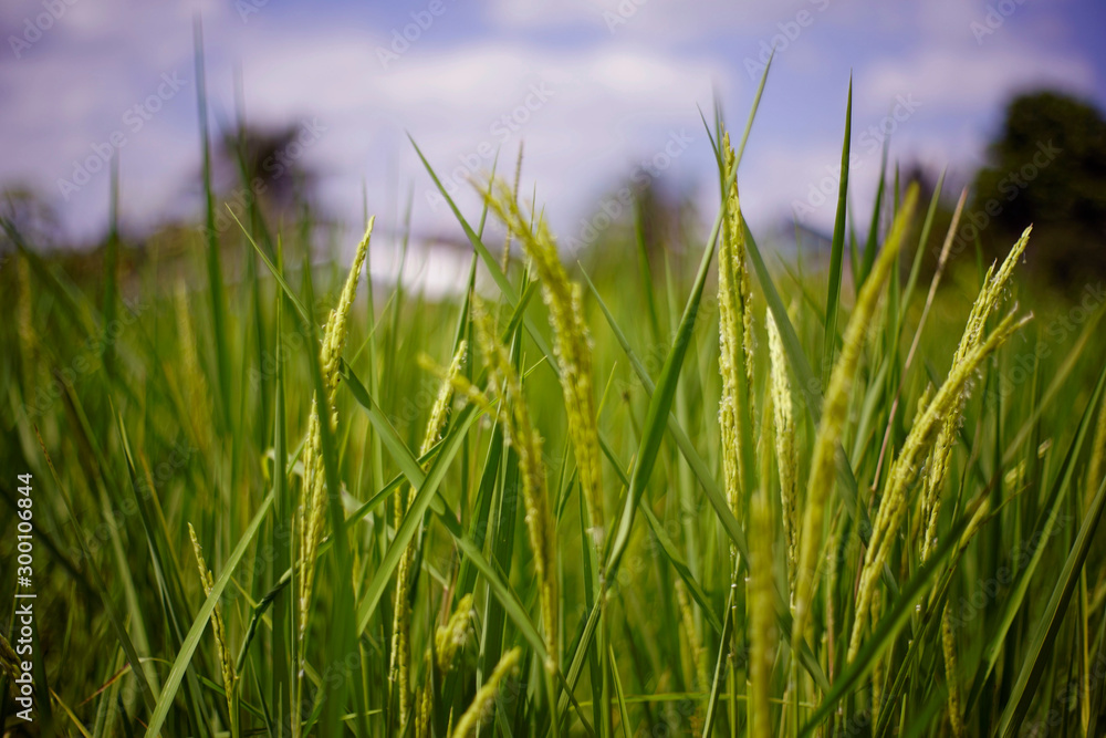 close up of yellow green rice field