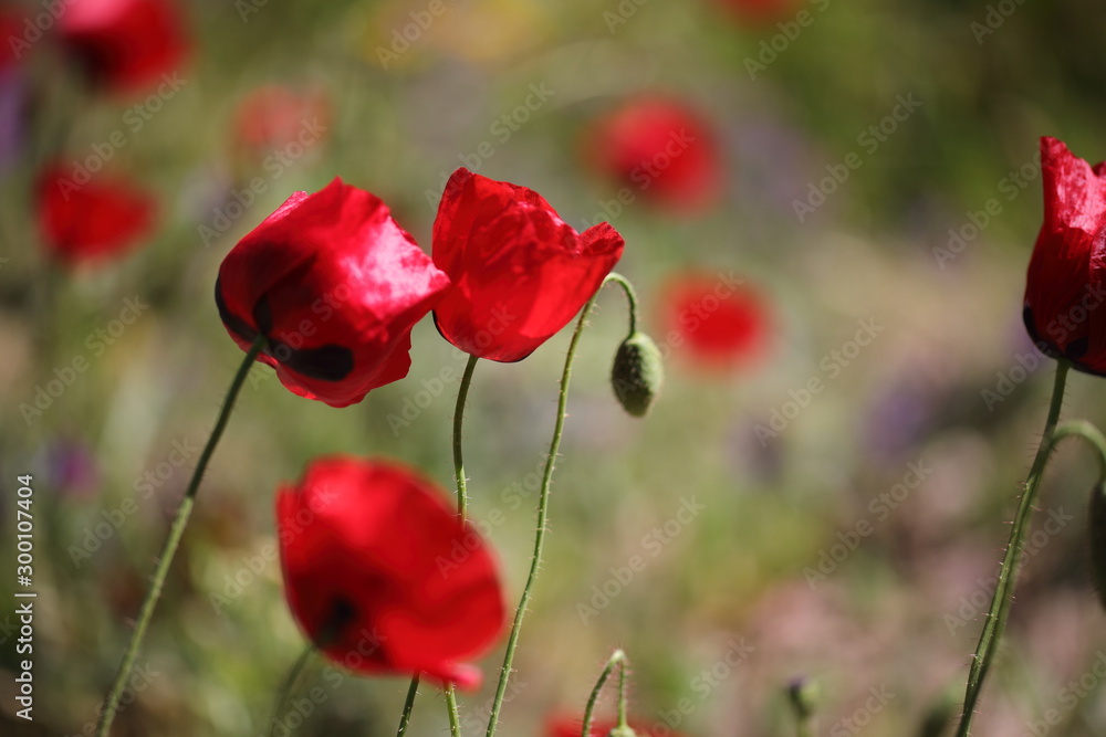 Obraz premium Mohnblumen