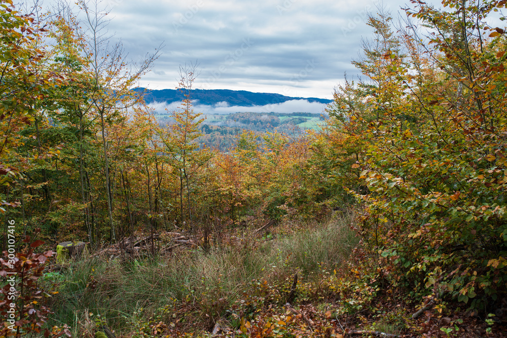Obraz premium Schwarzwald
