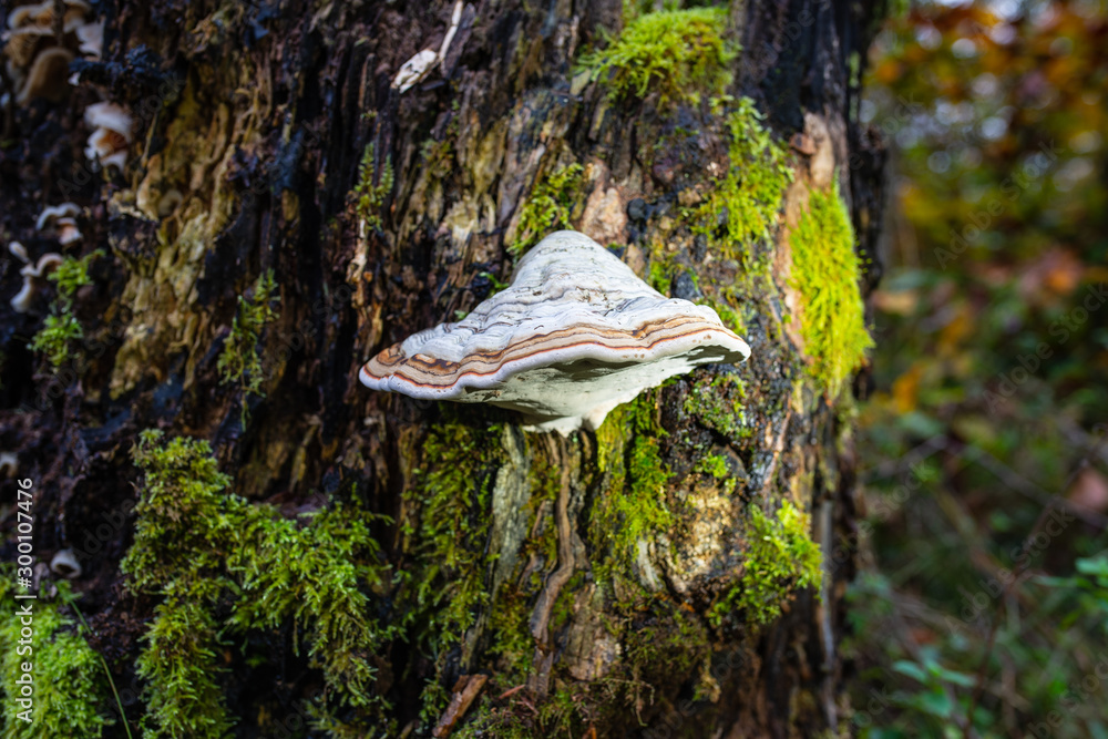Fototapeta premium Pilz