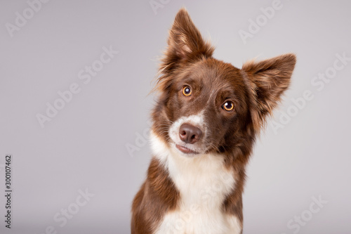 Pretty red and white border collie dog
