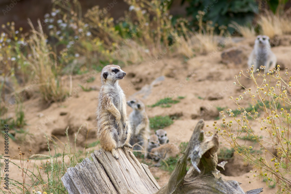 Beautiful meerkat holding a guard in sandy area, funny small african animal Beautiful meerkat holding a guard in sandy area, funny small african animal