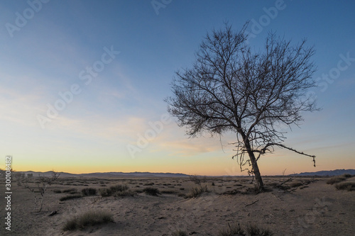 Dead tree in a desert