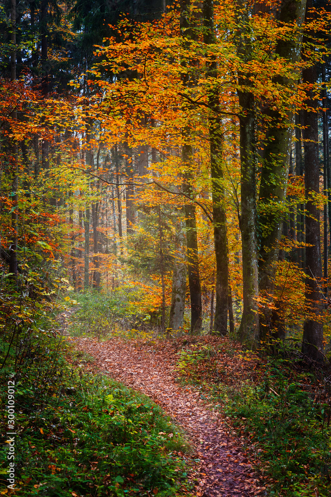 Fototapeta premium Autumn in the woods