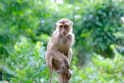 Portrait of macaque monkey photo