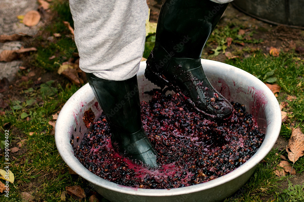 Men crushing or press ripe grapes by fit in boots. Pressing grapes to make  wine old style. Photos | Adobe Stock