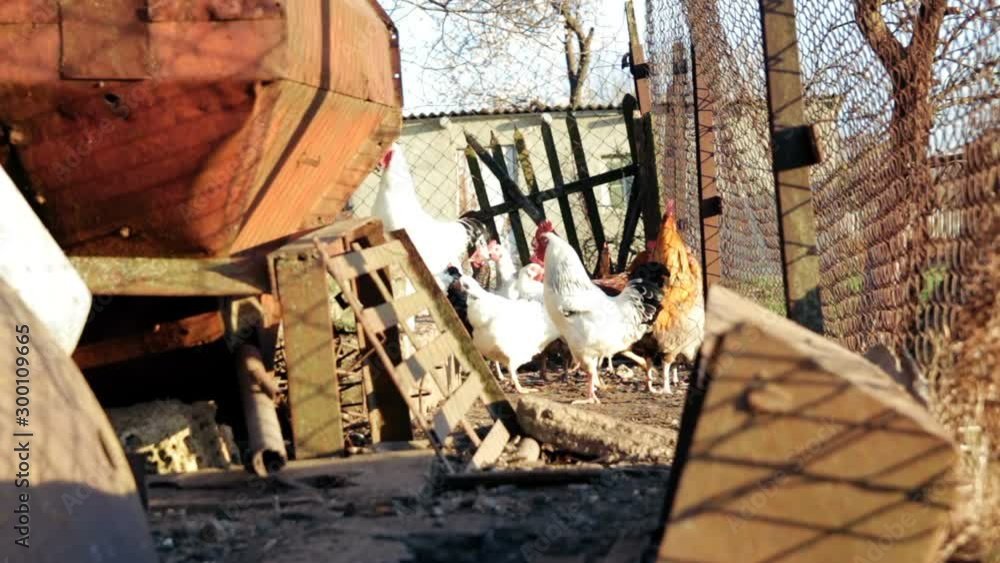 Breeding hens in poultry house Breeding hens in poultry house